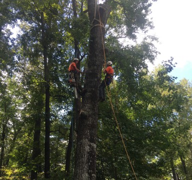 Taylors SC Tree Service 